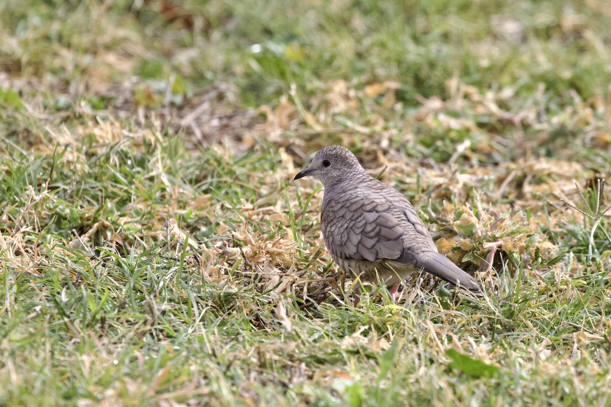 Inca Dove - ML581745271