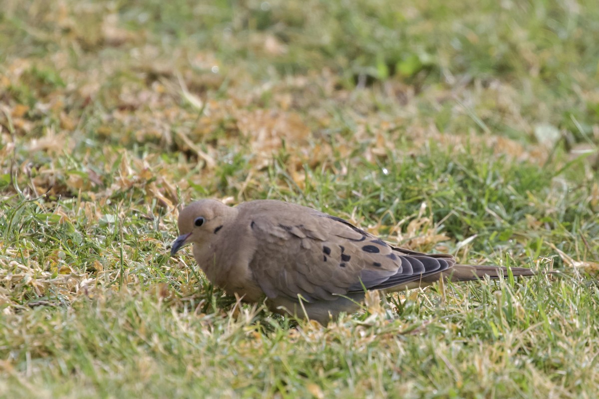 Mourning Dove - ML581745291