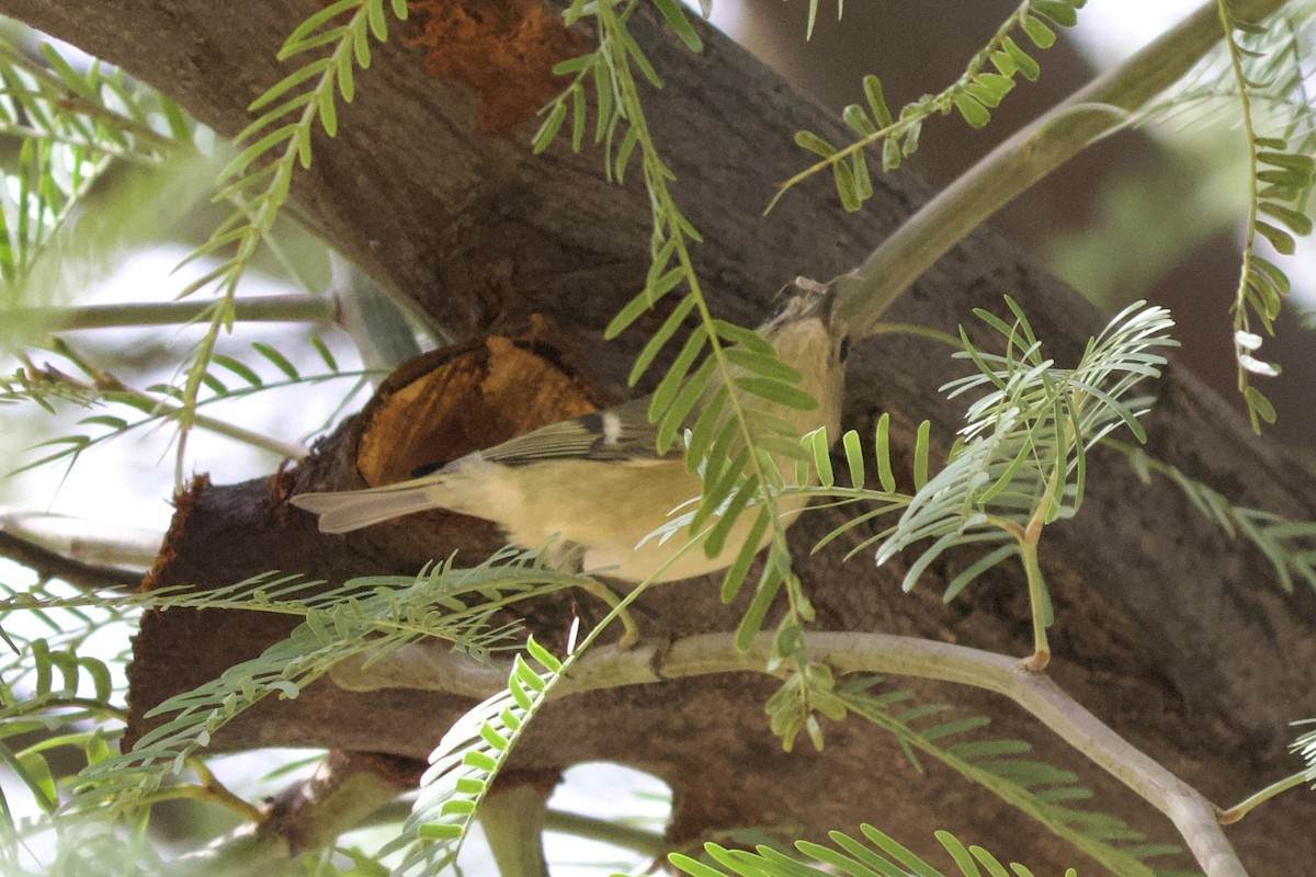 Ruby-crowned Kinglet - ML581745301