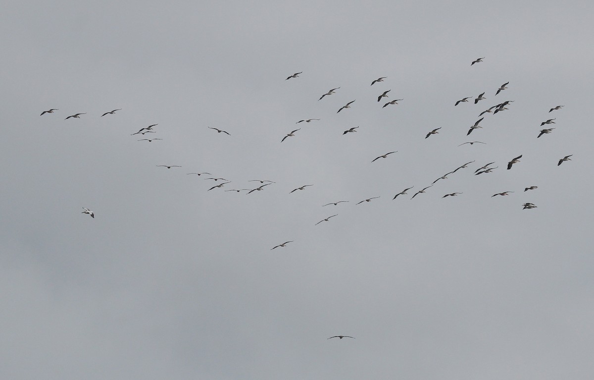 Great White Pelican - ML58174621