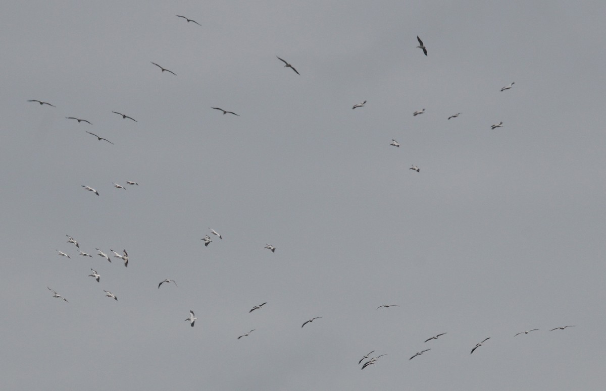 Great White Pelican - ML58174661