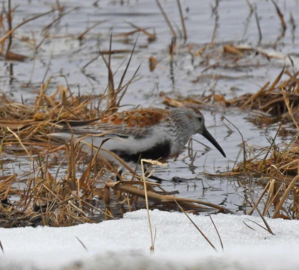 Dunlin (pacifica/arcticola) - ML581747901