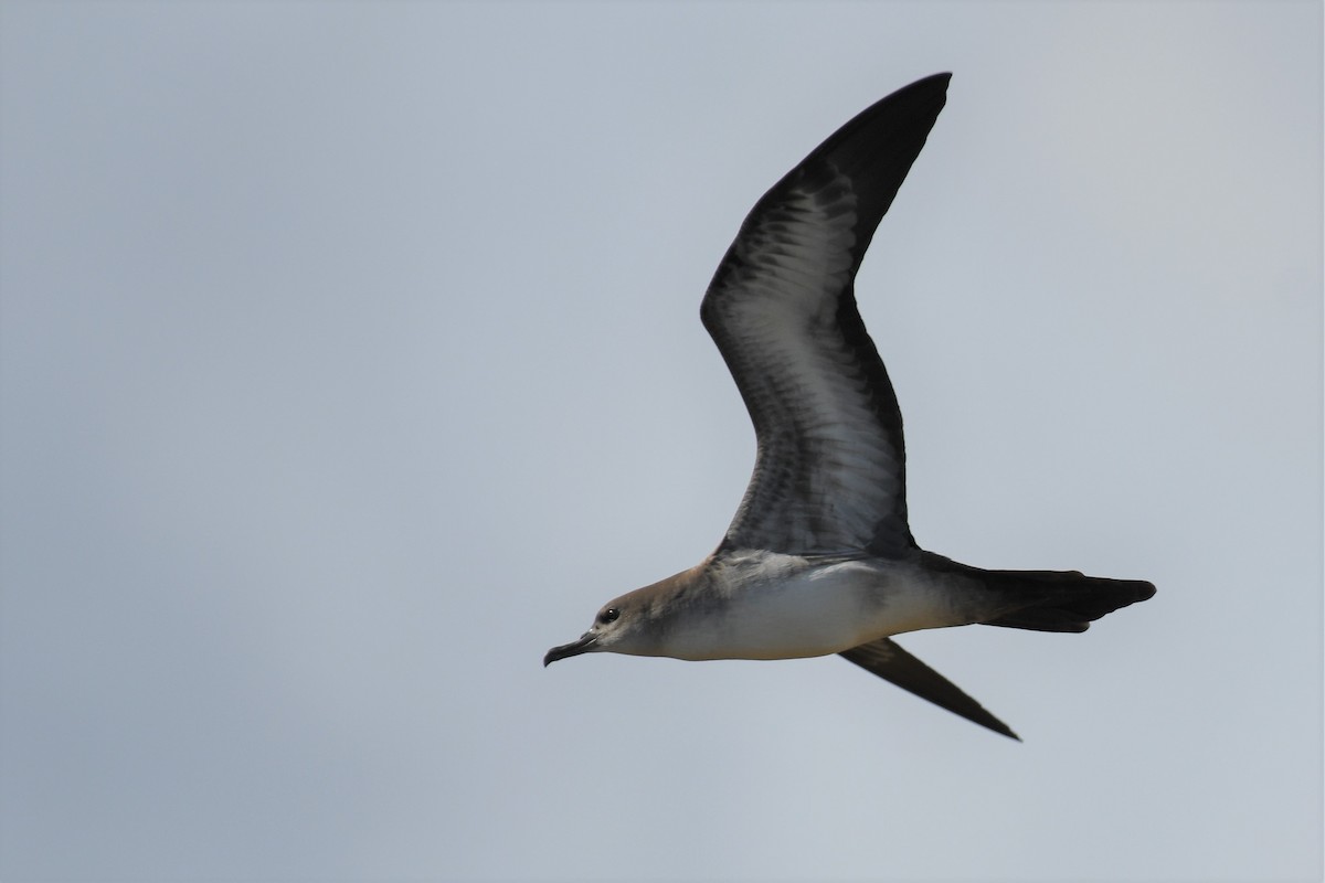 Wedge-tailed Shearwater - Bill Eisele