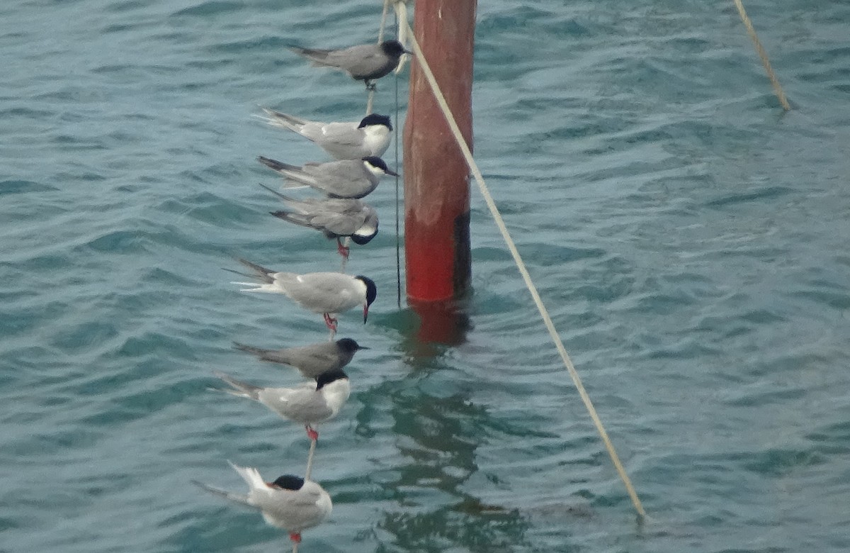 Whiskered Tern - ML58174921