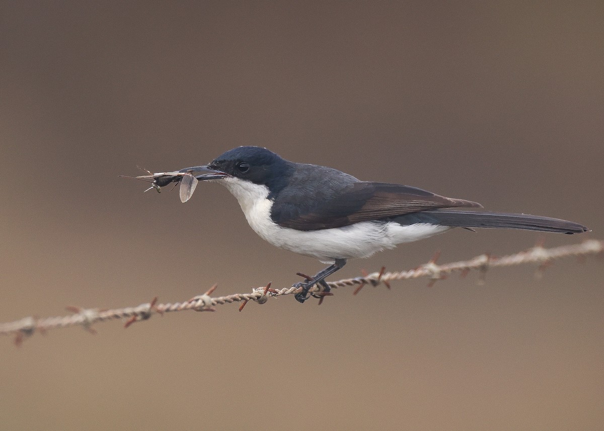 Restless Flycatcher - ML581750531