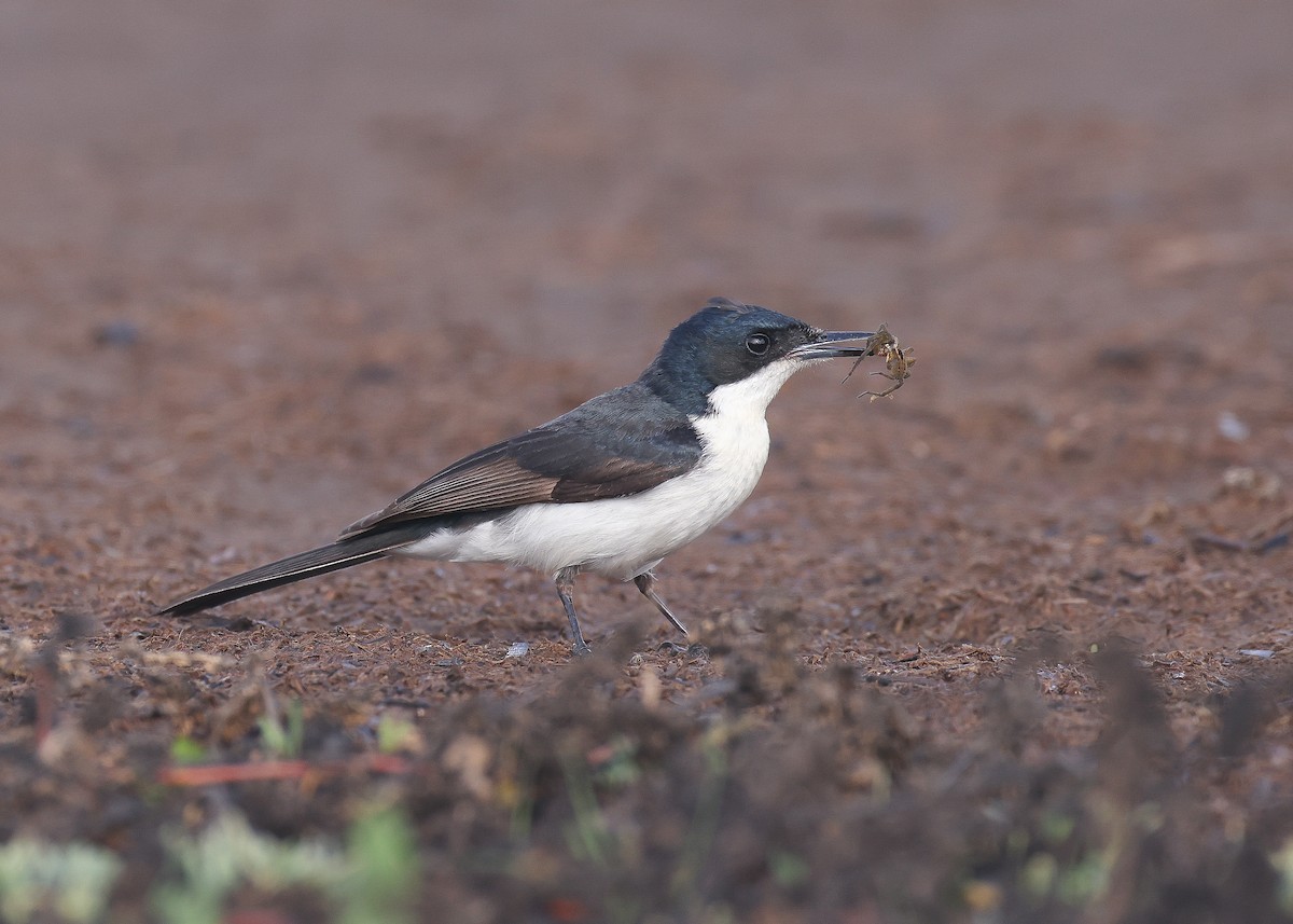 Restless Flycatcher - ML581751131