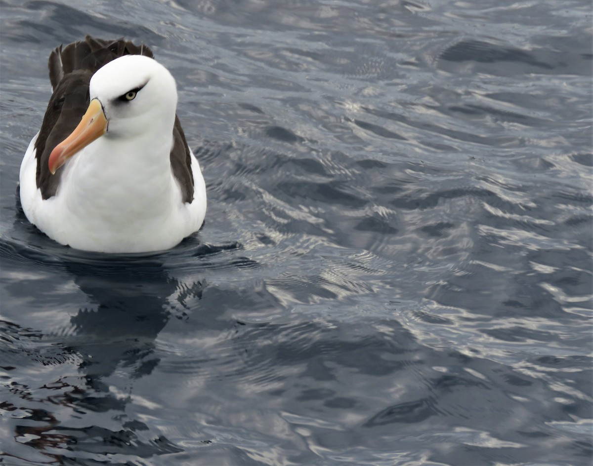 Чернобровый альбатрос (impavida) - ML581751811
