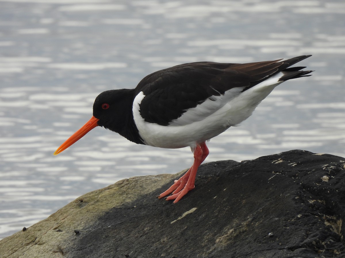 Eurasian Oystercatcher - Adrián Colino Barea