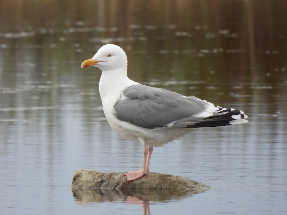 Herring Gull (European) - Adrián Colino Barea