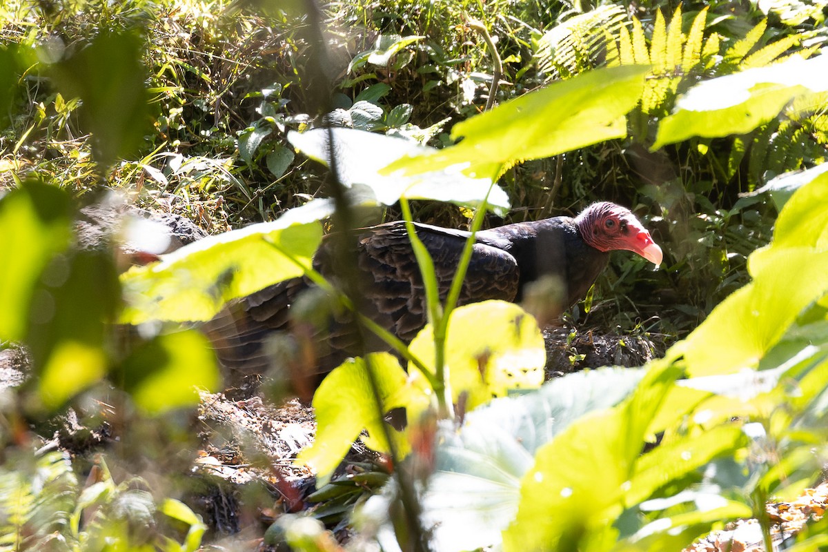 Turkey Vulture - ML581753001