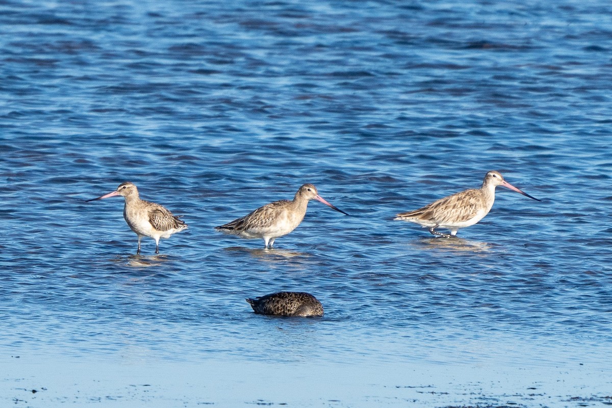 Bar-tailed Godwit - ML581753301