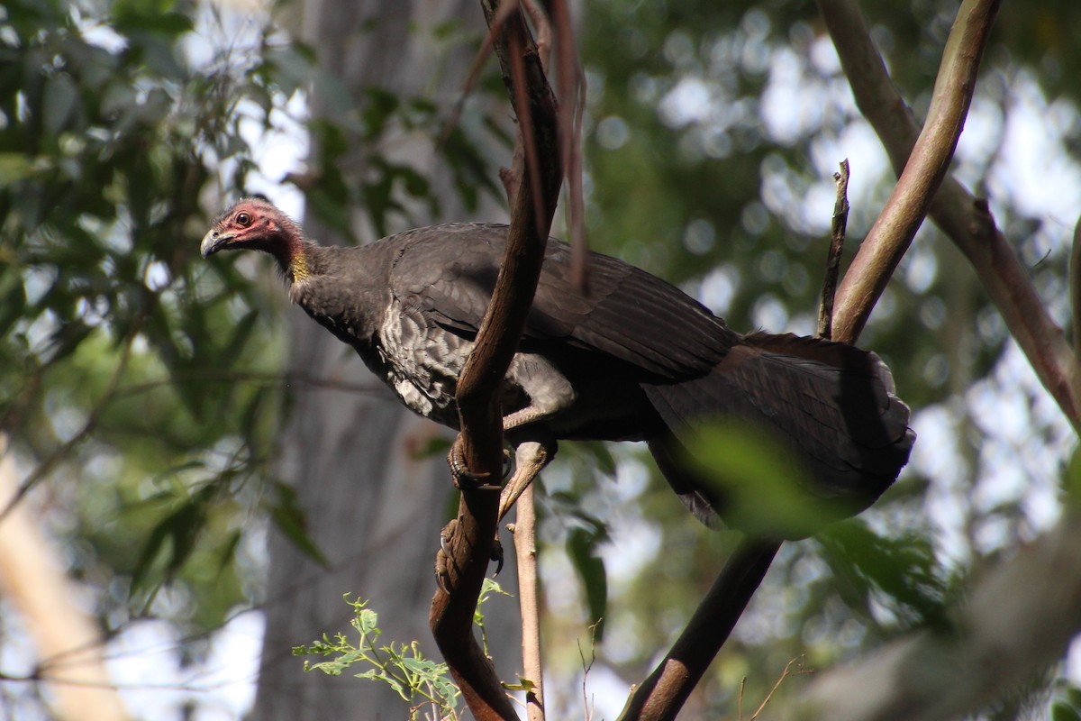 Australian Brushturkey - Michael Shearston