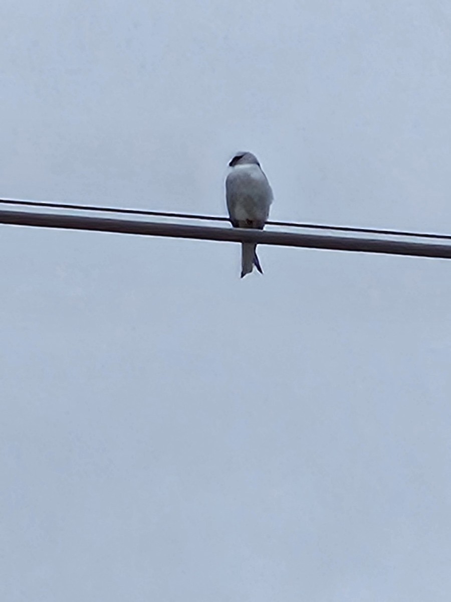 Black-shouldered Kite - Michael Nikulin