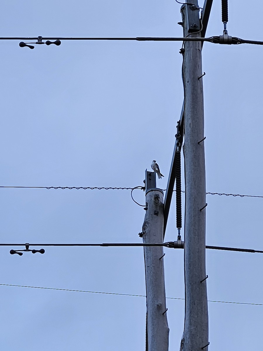 Black-shouldered Kite - ML581754291