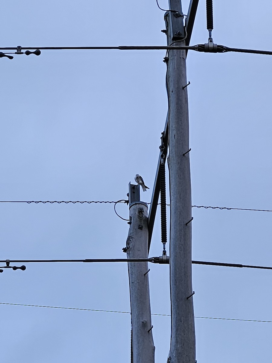 Black-shouldered Kite - ML581754301