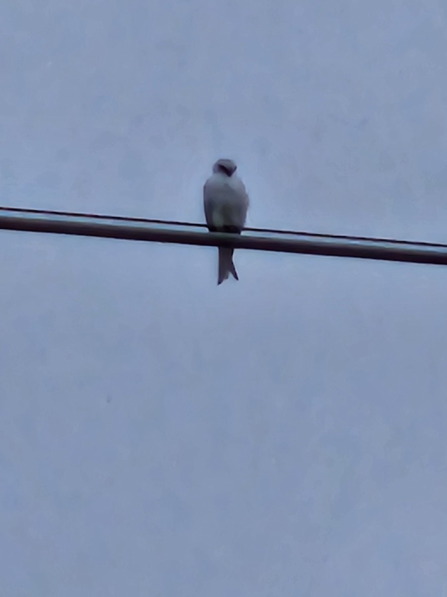 Black-shouldered Kite - ML581754311