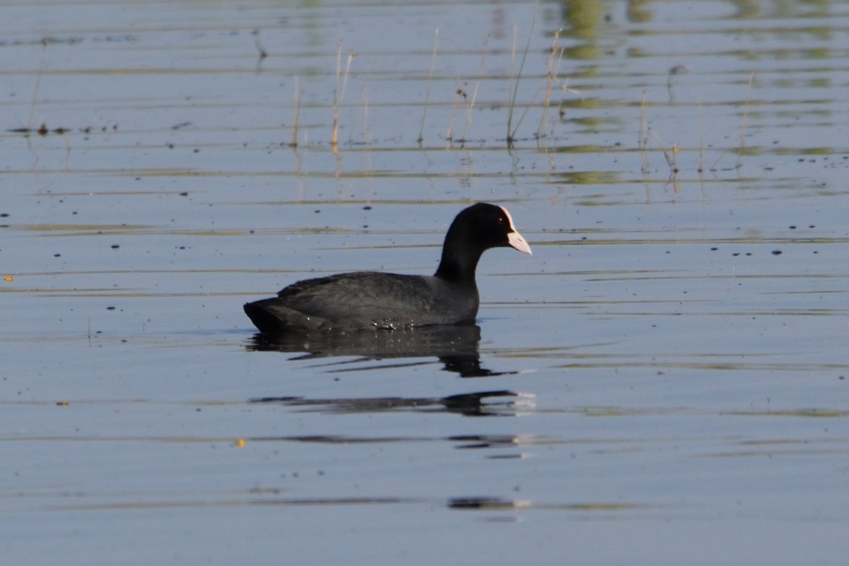 Eurasian Coot - ML581754431