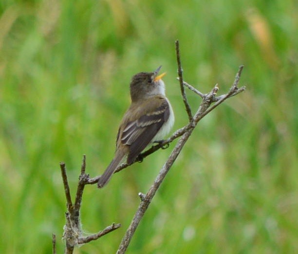 Willow Flycatcher - Rick Nelson