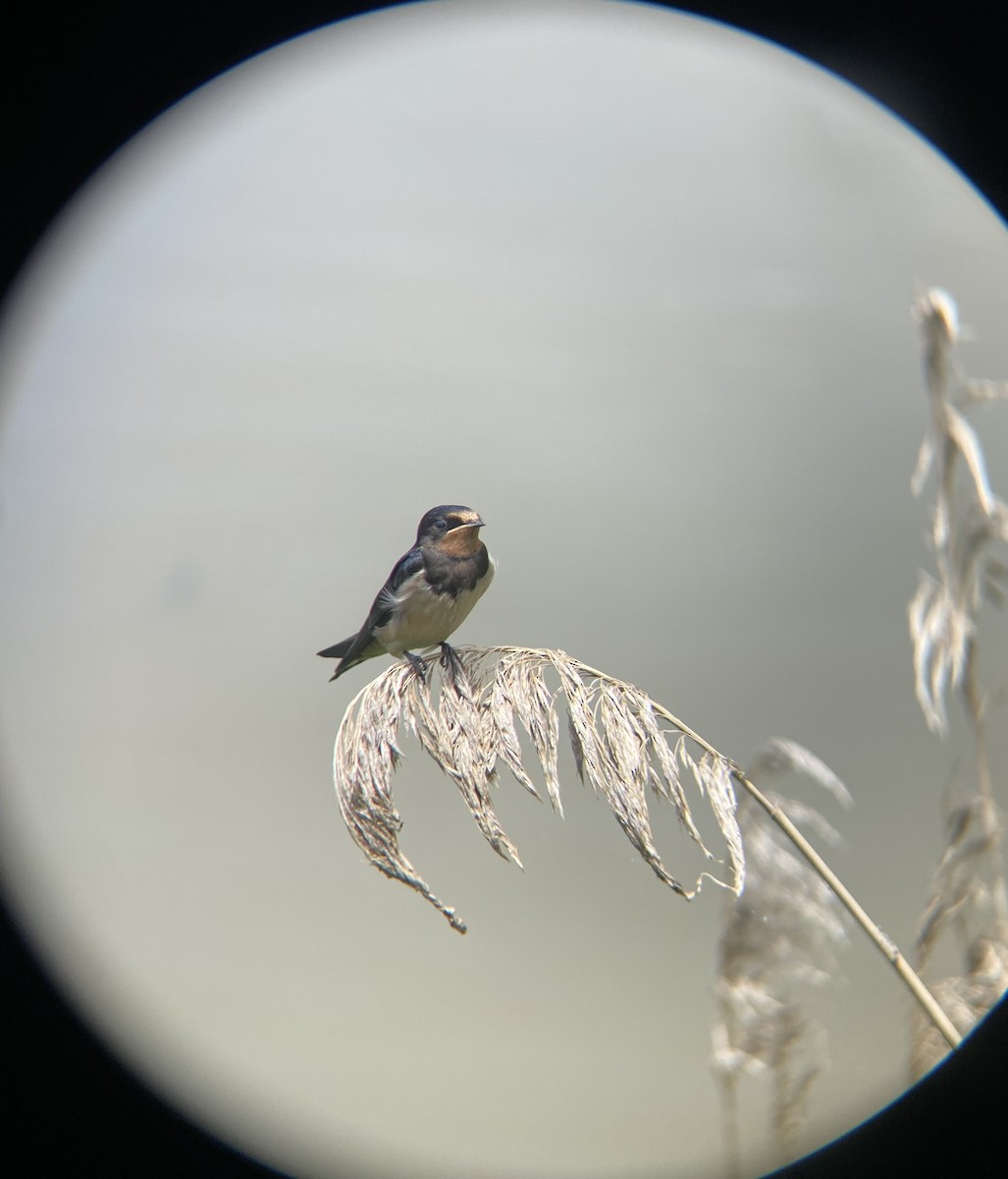 Barn Swallow - ML581755821