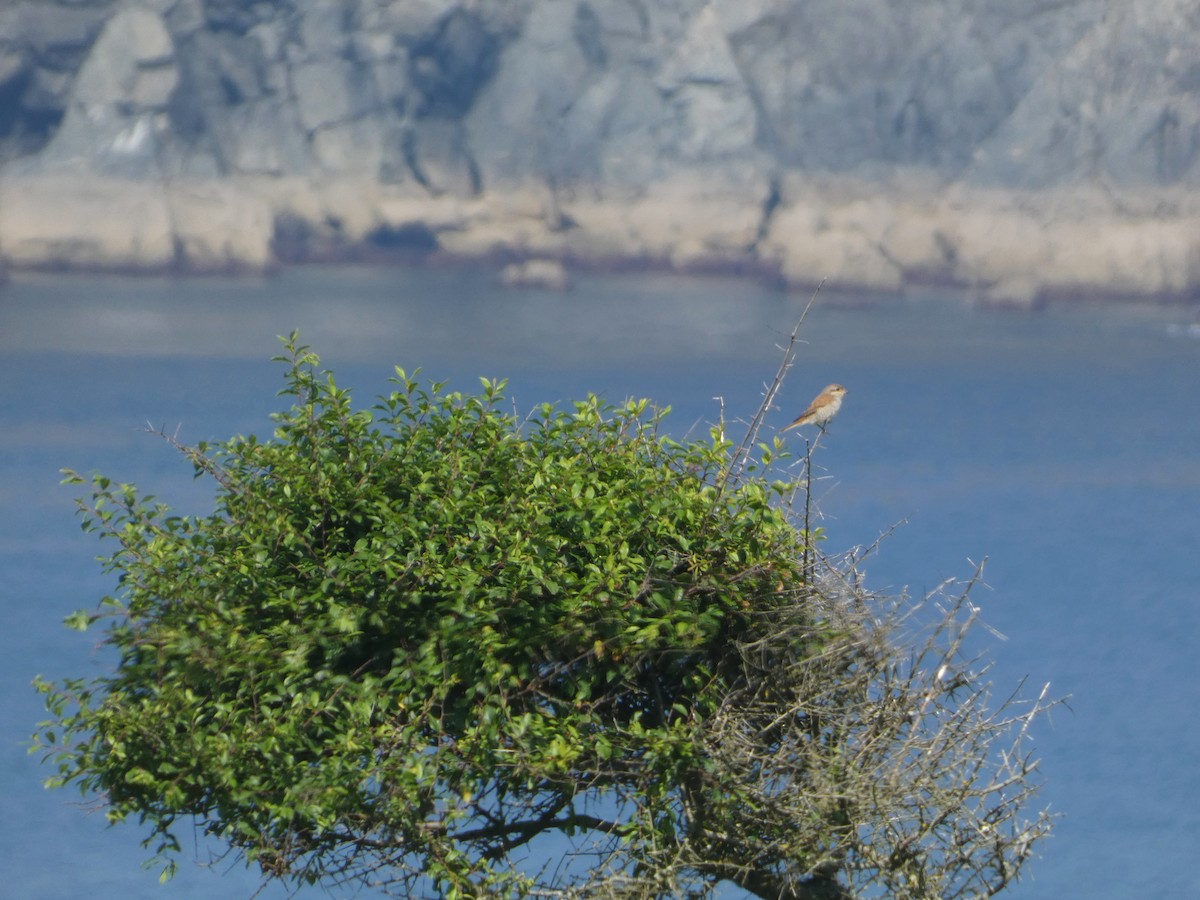 Red-backed Shrike - ML581756601