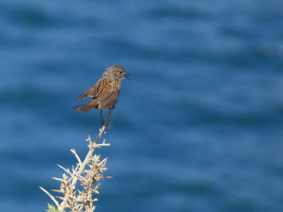 Dunnock - ML581756611