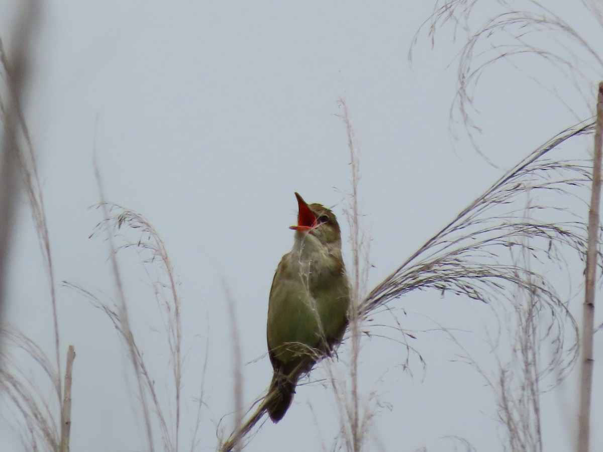 Oriental Reed Warbler - ML581757441