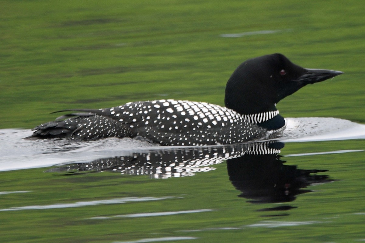 Common Loon - Timothy Carstens
