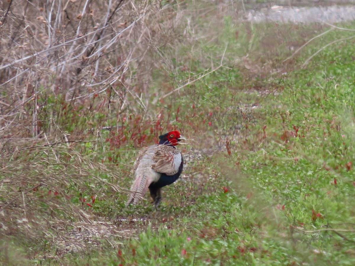 Green Pheasant - ML581757551