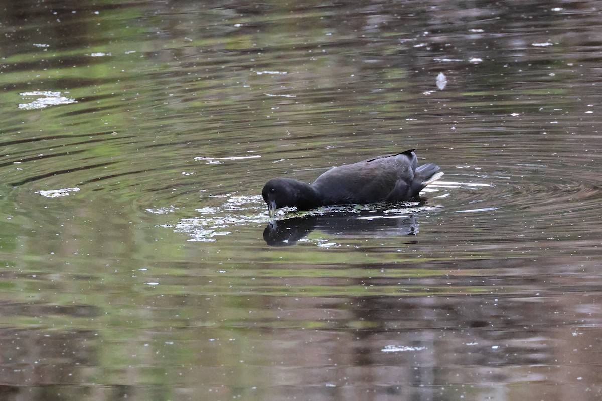 Dusky Moorhen - Dennis Devers