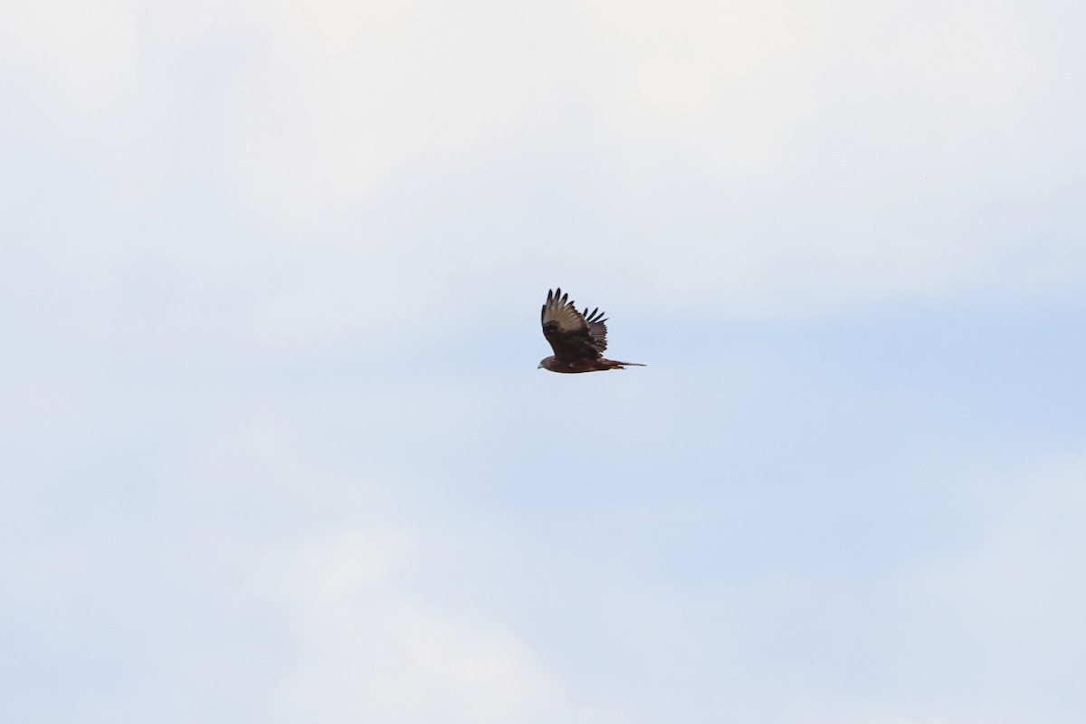 Swamp Harrier - ML581758621