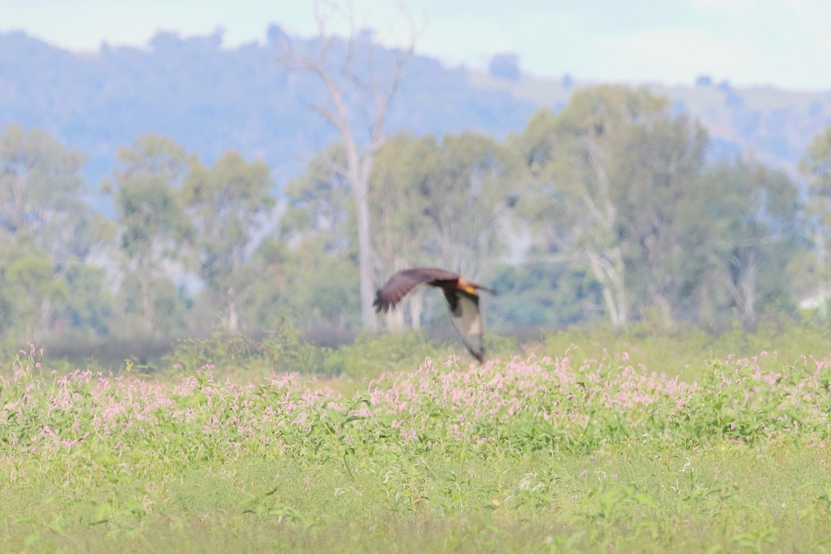 Swamp Harrier - ML581758661