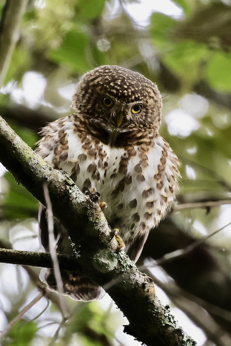 Collared Owlet - ML581759381