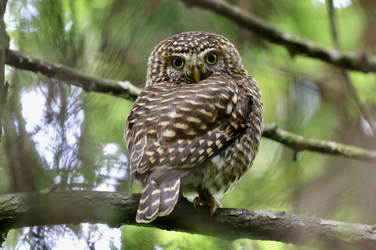 Collared Owlet - ML581759391