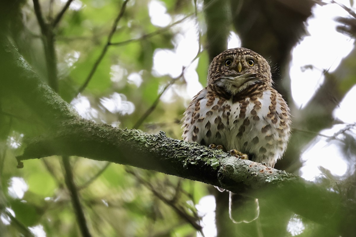 Collared Owlet - ML581759411