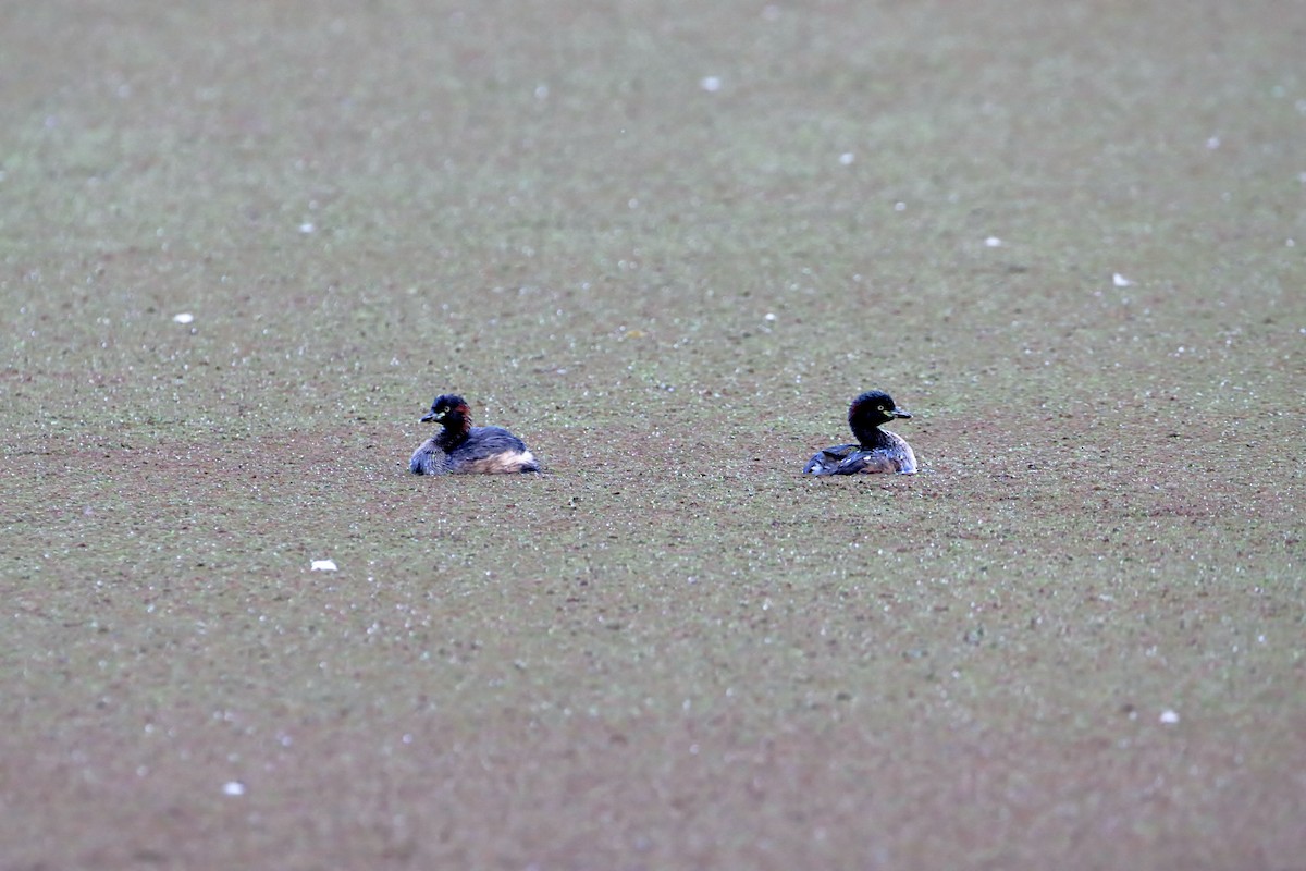 Australasian Grebe - ML581759541