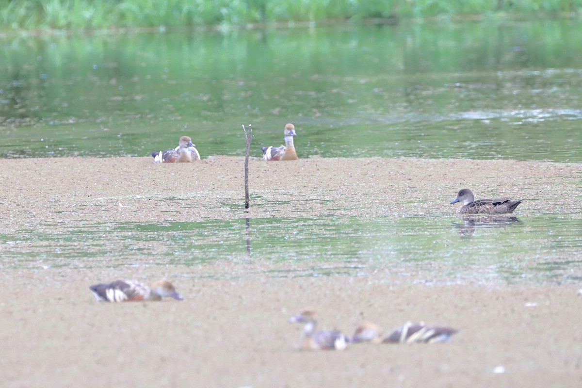 Plumed Whistling-Duck - ML581759591