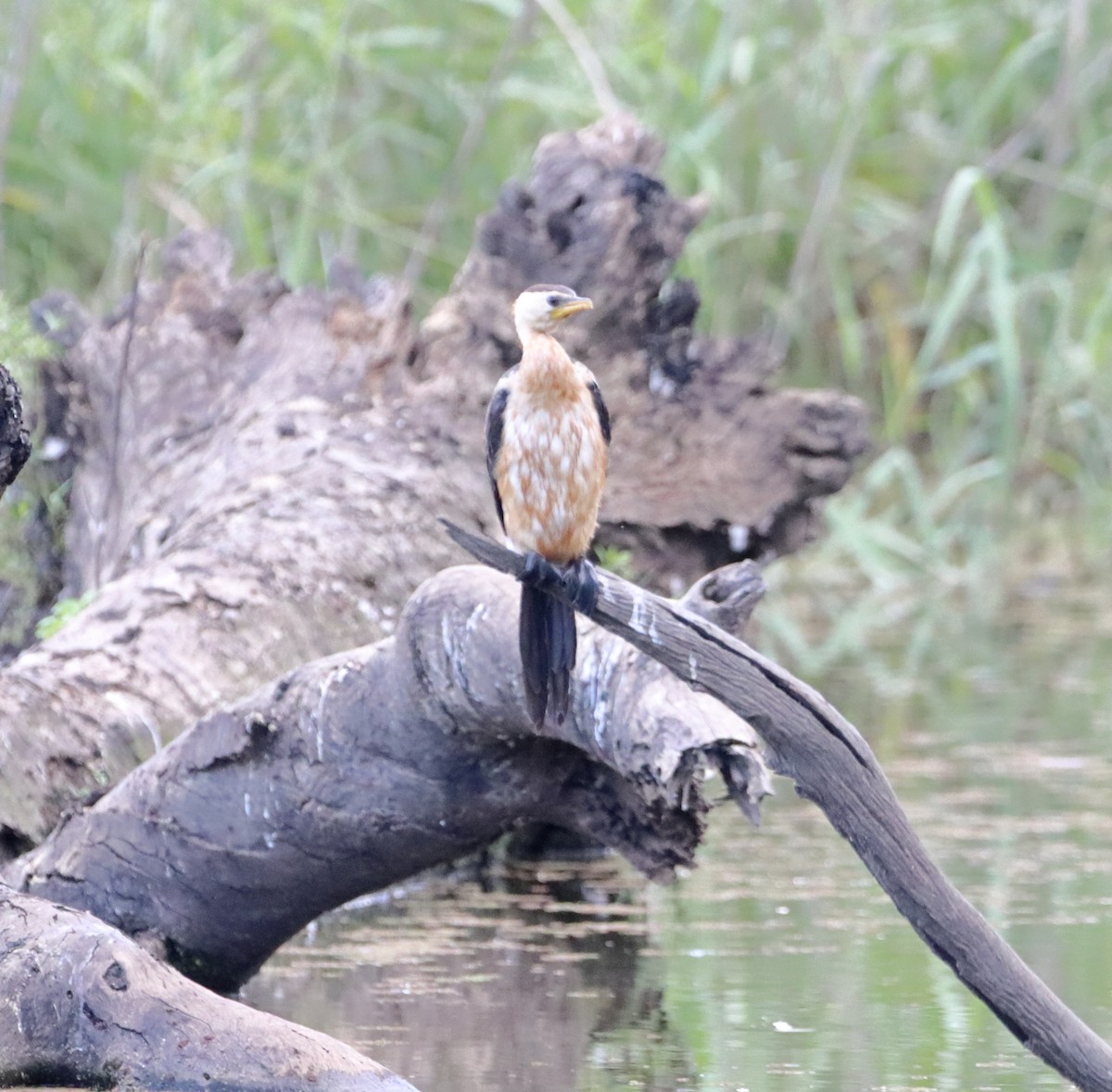 Little Pied Cormorant - ML581759671