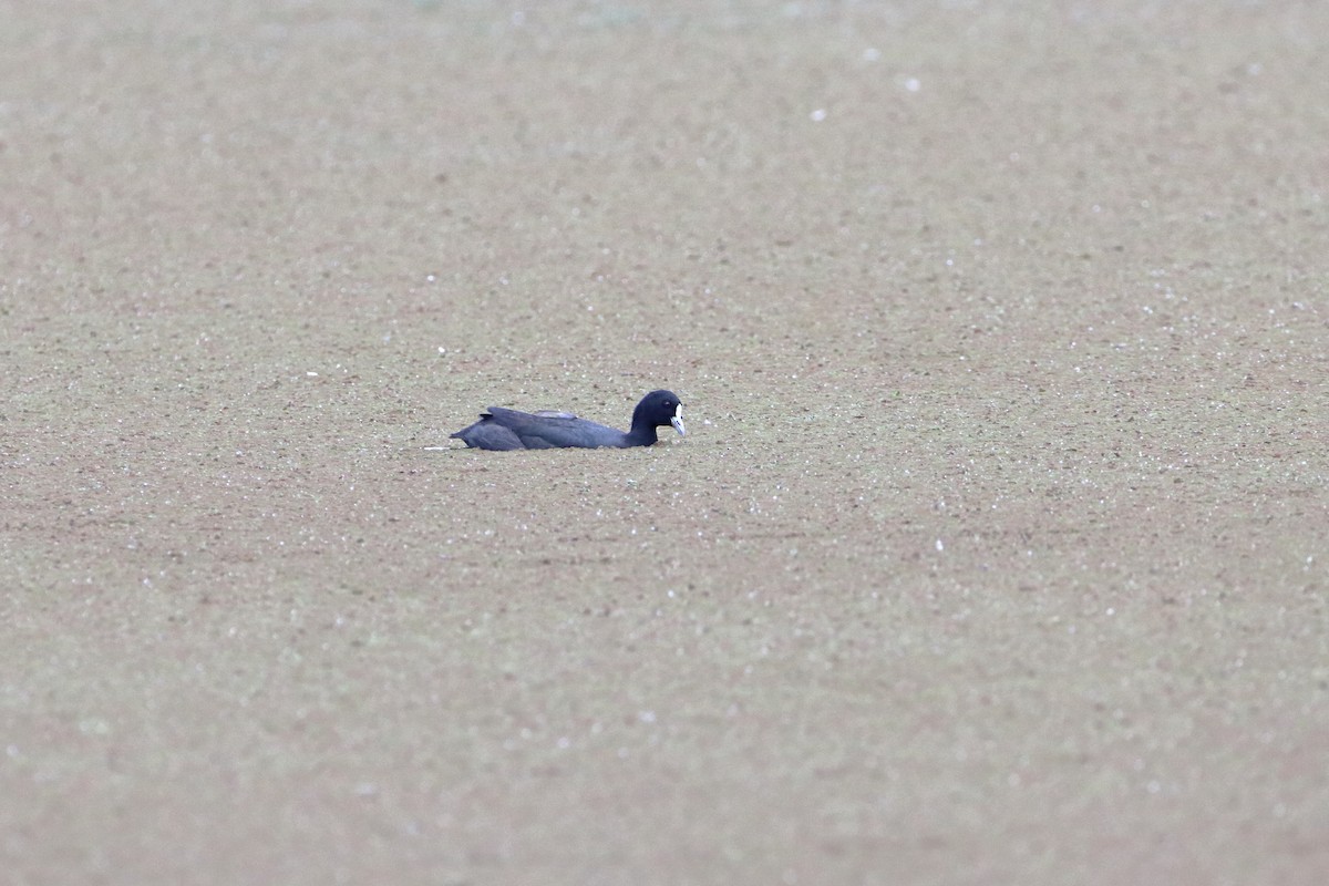 Eurasian Coot - Rolo Rodsey