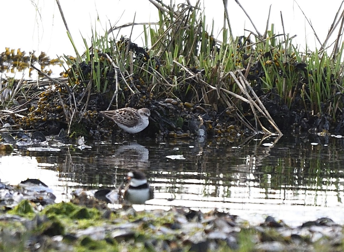 Semipalmated Sandpiper - ML58176041
