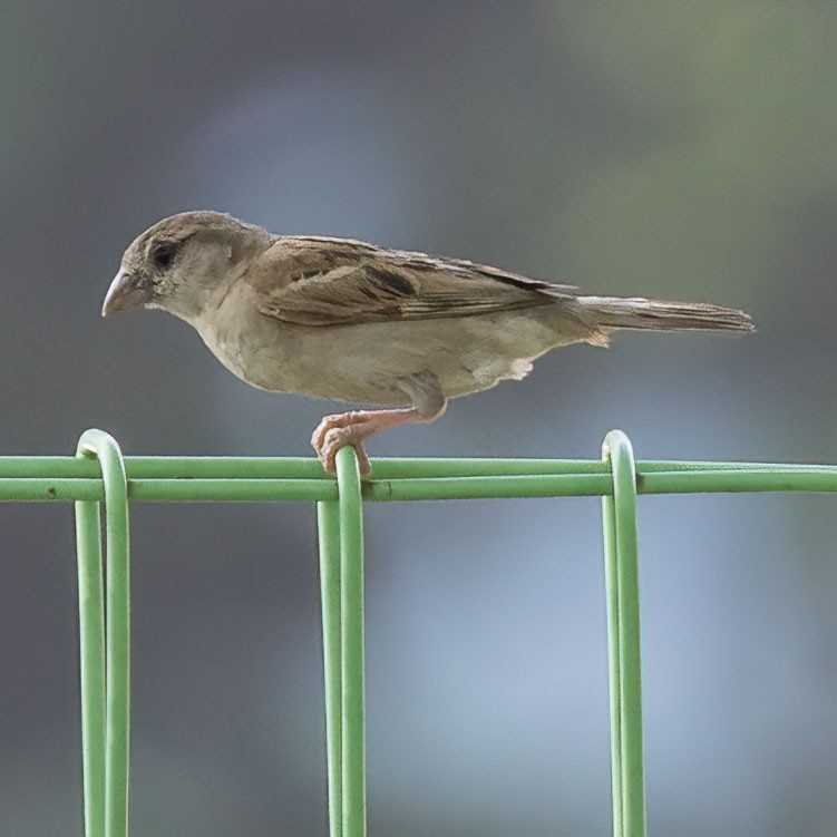 House Sparrow - ML581762451