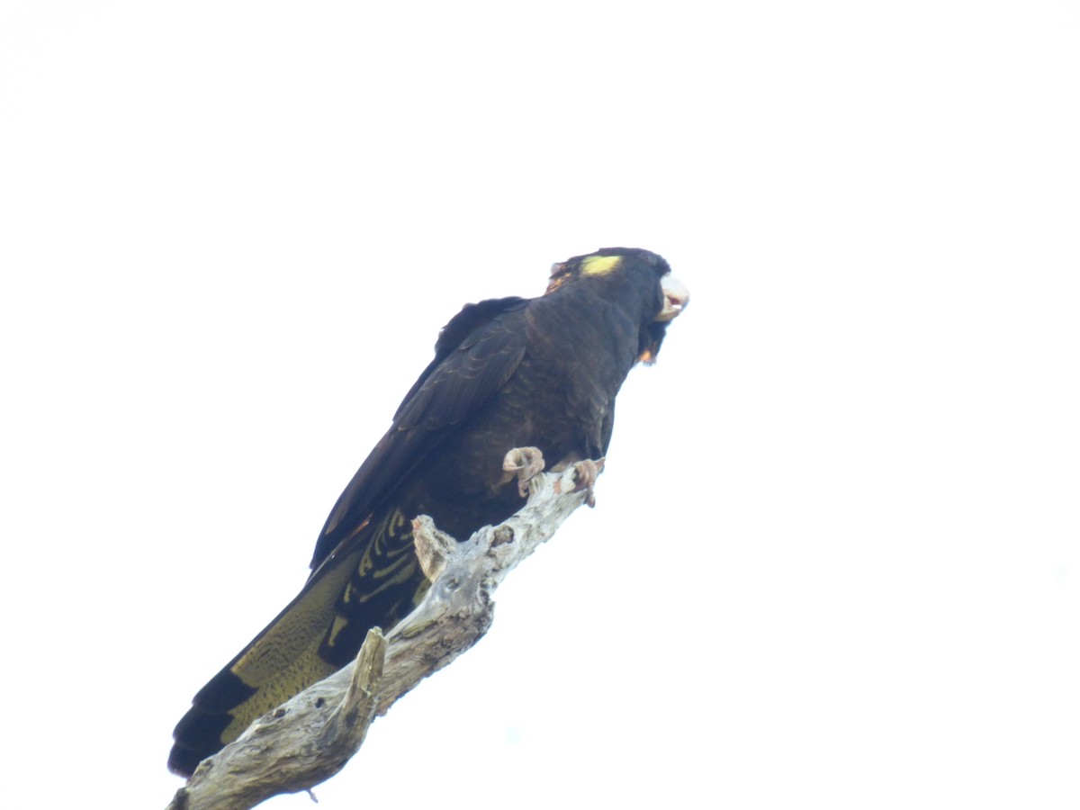 Yellow-tailed Black-Cockatoo - ML581763241