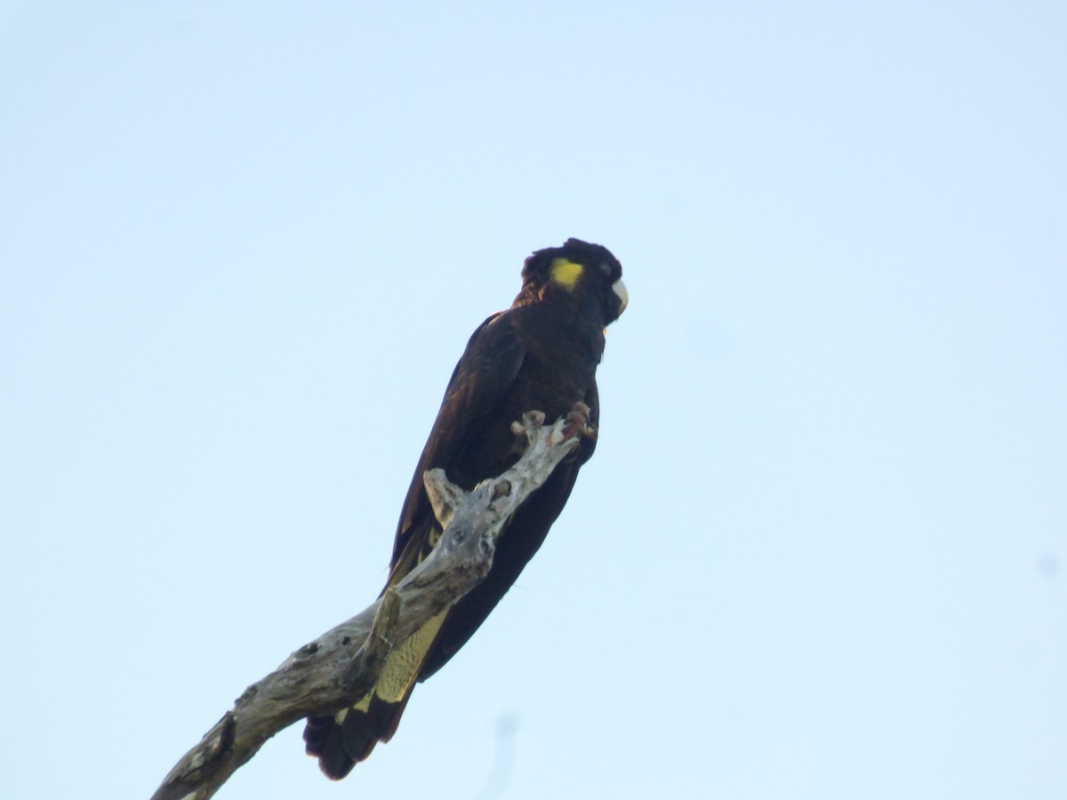 Yellow-tailed Black-Cockatoo - ML581763251