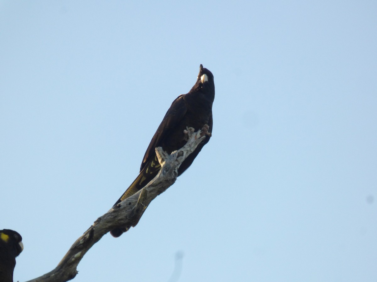 Yellow-tailed Black-Cockatoo - ML581763261