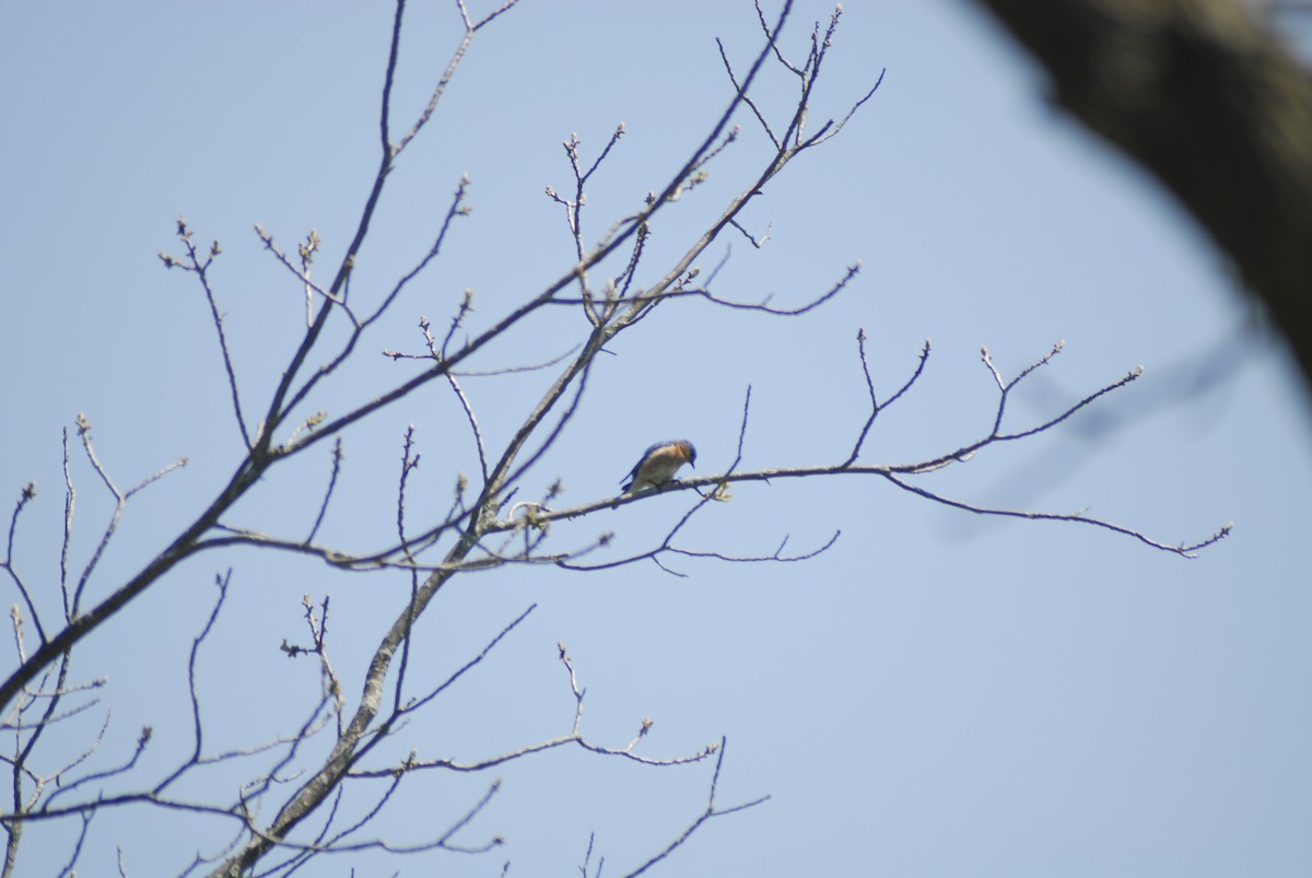 Eastern Bluebird - ML58176341