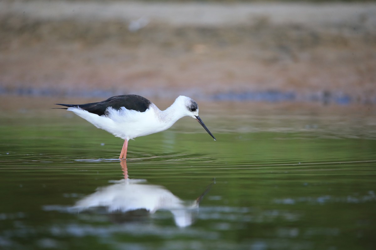 Pied Stilt - ML581763691