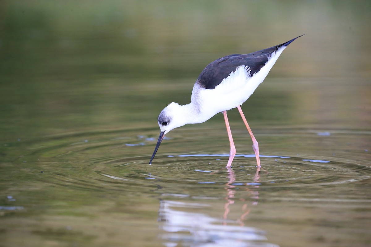 Pied Stilt - ML581763701