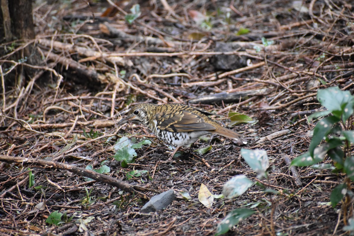 Russet-tailed Thrush - ML581764121