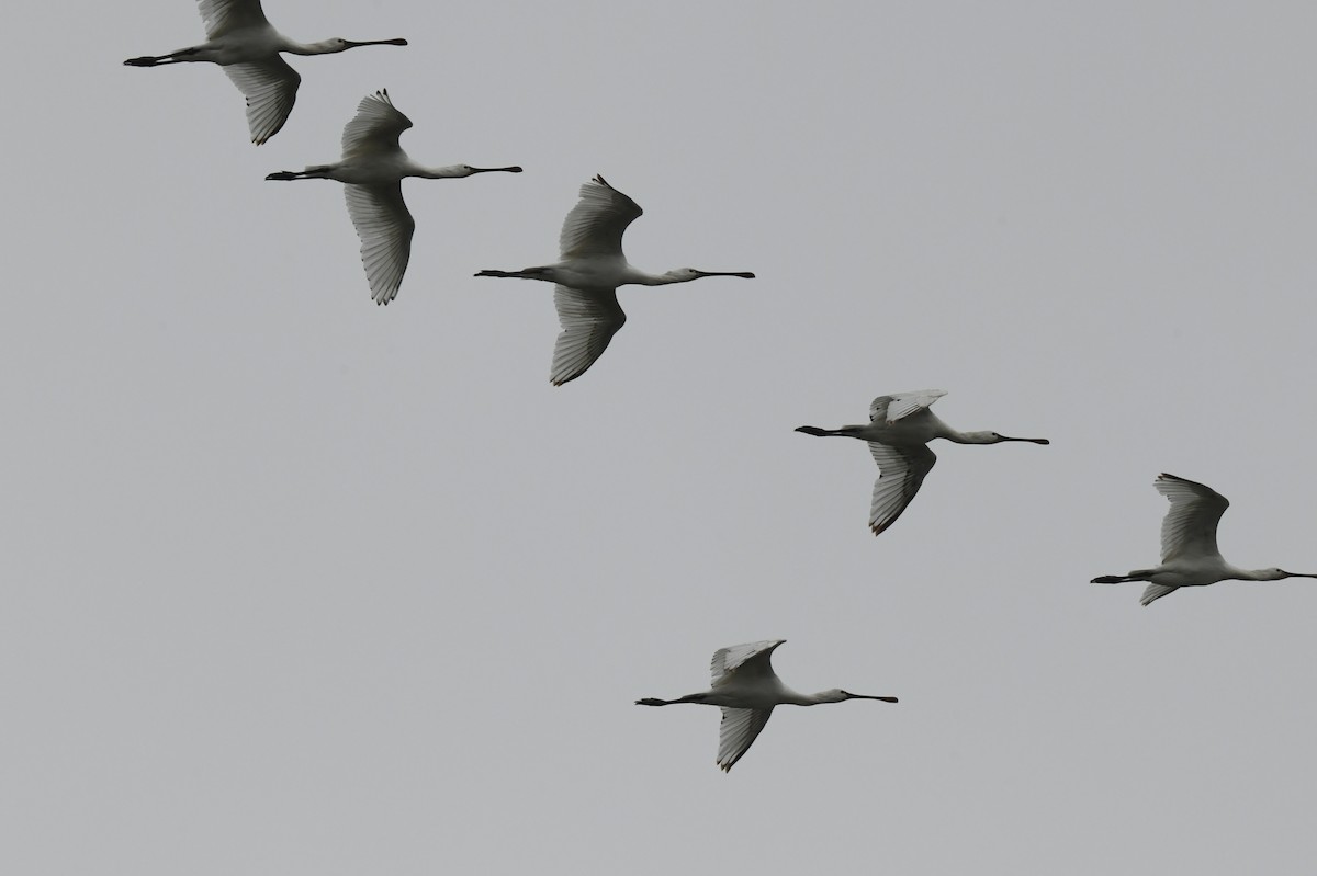 Eurasian Spoonbill - ML581764491