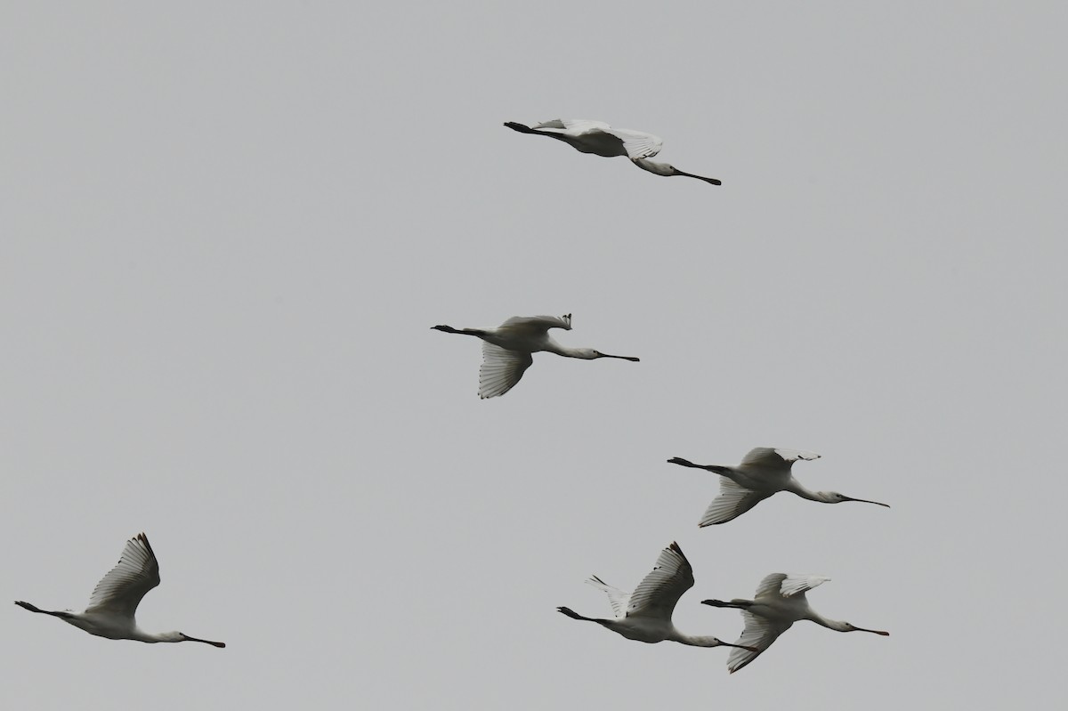 Eurasian Spoonbill - ML581764631