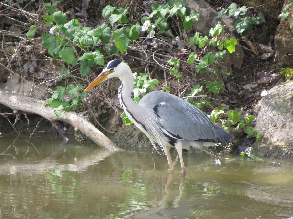 Gray Heron - Manuel Rodríguez Gallego